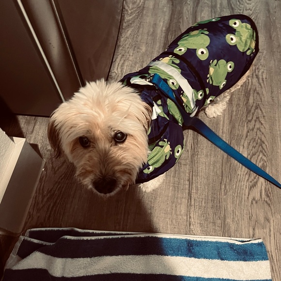 Frog Print Dog Raincoat - Blue and Green Size medium - Picture 3 of 3